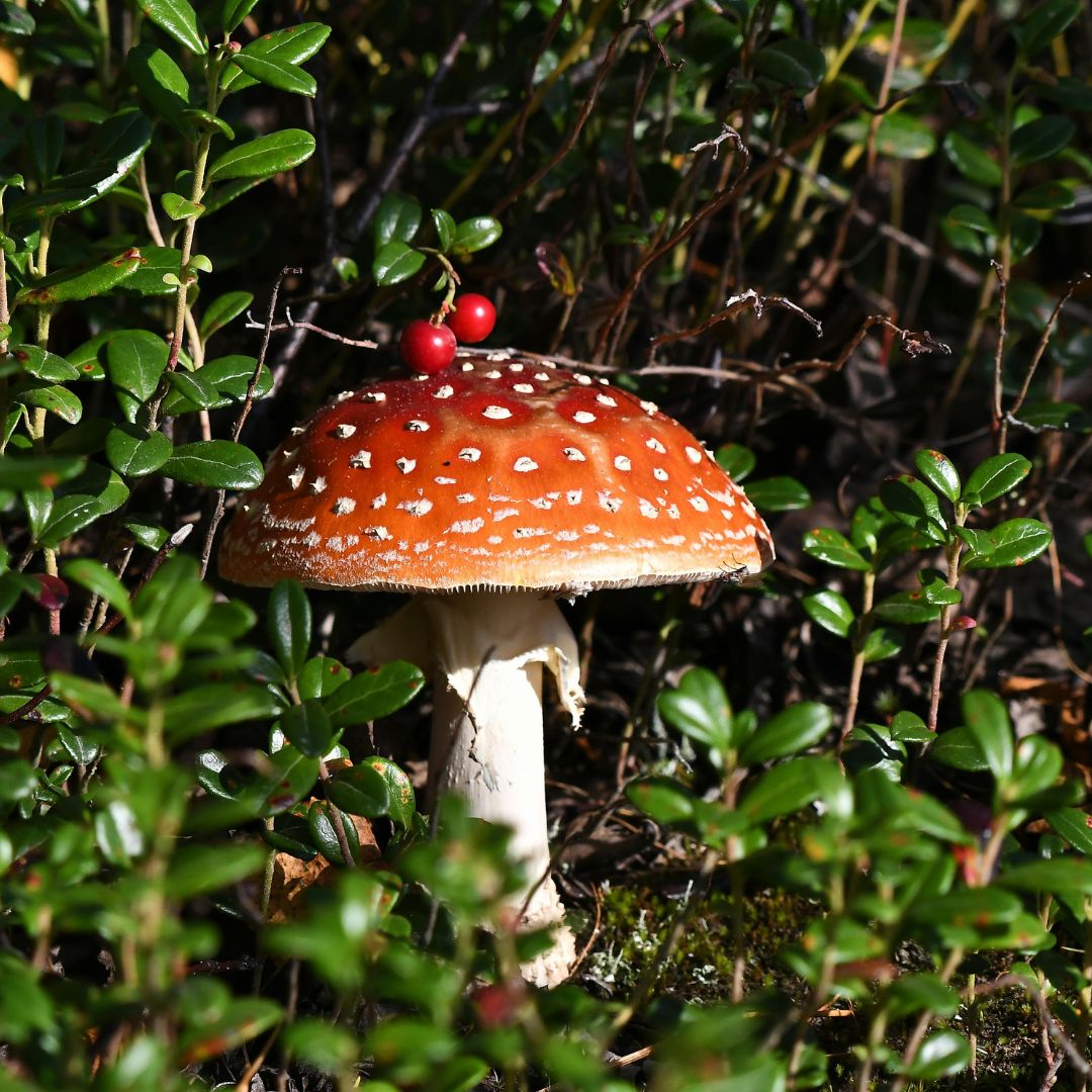Amanita Muscaria