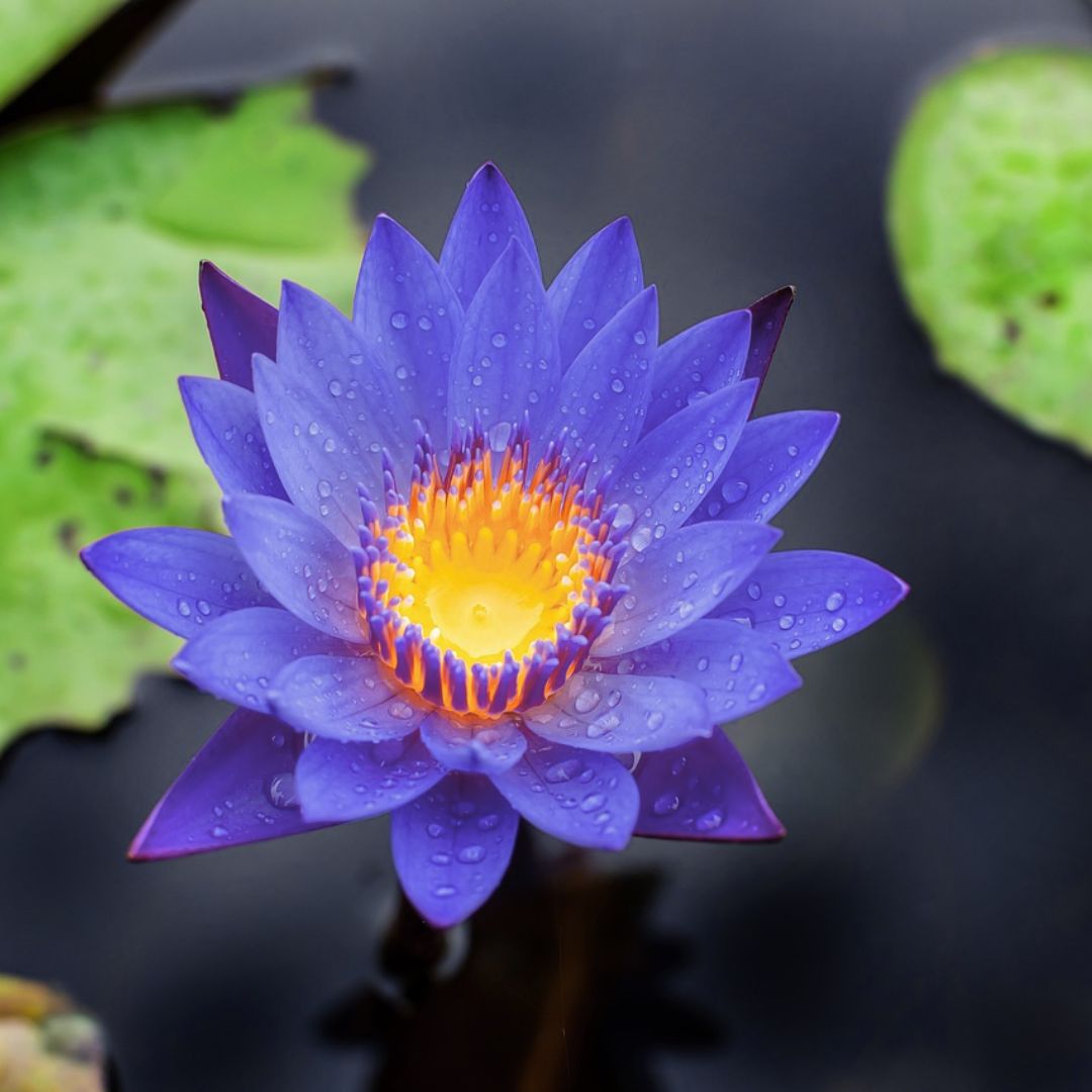 Blauer Lotus